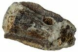 Fossil Hadrosaur (Edmontosaurus) Partial Tooth - Wyoming #323983-1